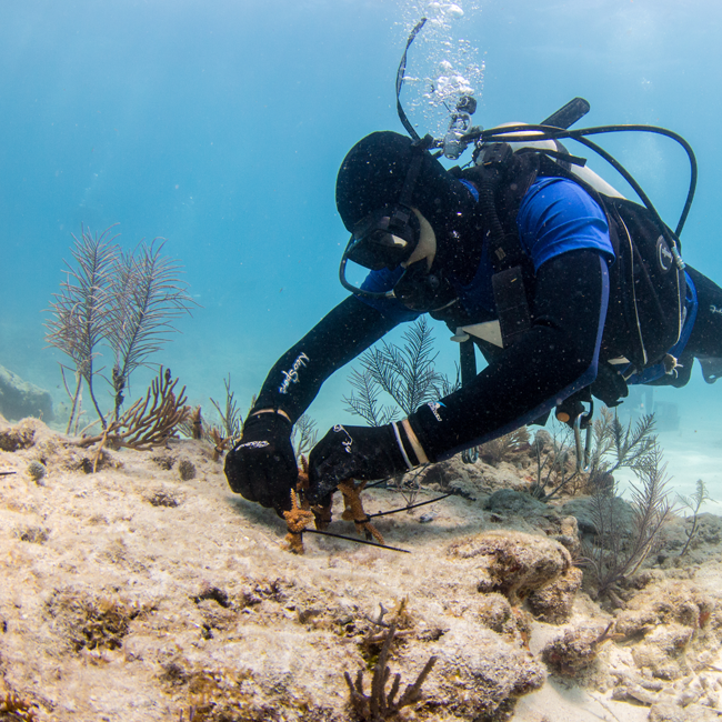 Mote Marine Lab Scientist outplants coral colonies